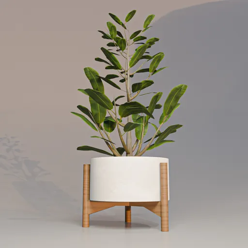 Indor vase plant