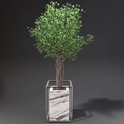 "Nature-inspired 3D model of a weeping fig flowerbox set featuring a pristine marble trunk, branching hallways, and shrubs. Rendered in CGI using Blender 3D software, this indoor nature scene includes a small tree in a glass vase on a table. Perfect for corner design, the steel frame and stone box complement the Benjamin shrub for a stylish touch."
