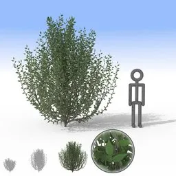 Large 3D spindly bush model for Blender, with detailed separate leaves, ideal for virtual landscaping.