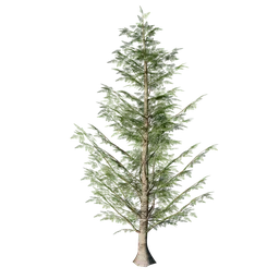 Evergreen Fir Tree