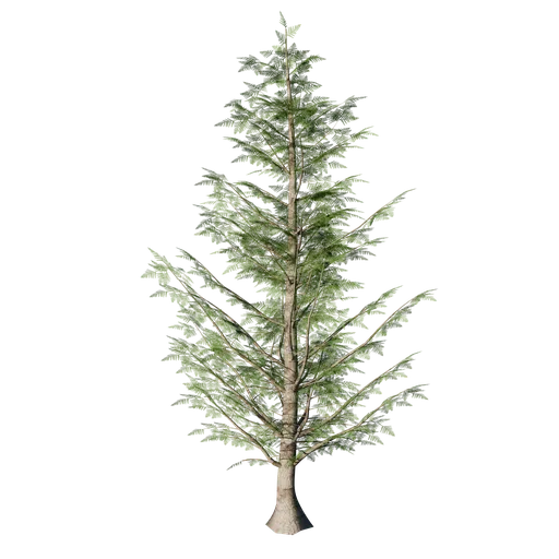 Evergreen Fir Tree