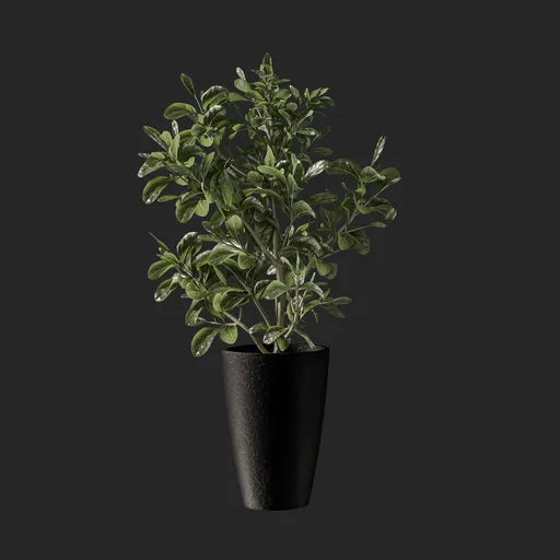Planr | Indoor Plants models | Blendkit