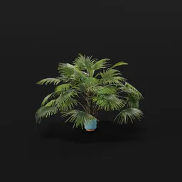 Chinese Palm Large Plant Potted