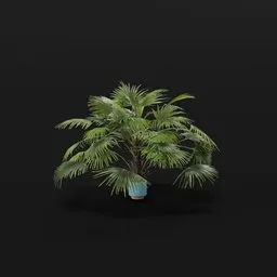 Chinese Palm Large Plant Potted