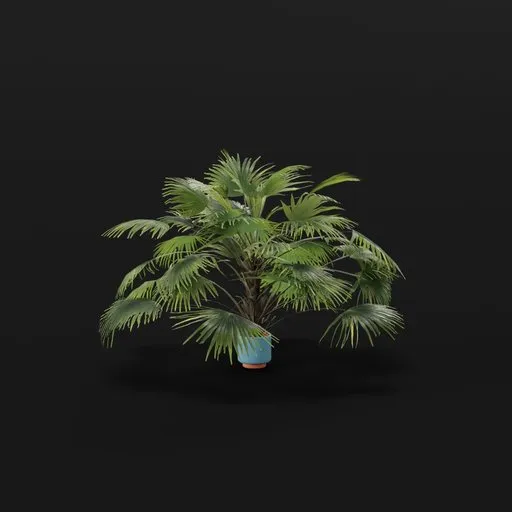 Chinese Palm Large Plant Potted