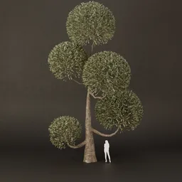 SJ-Ornamental Tree Crown Calm