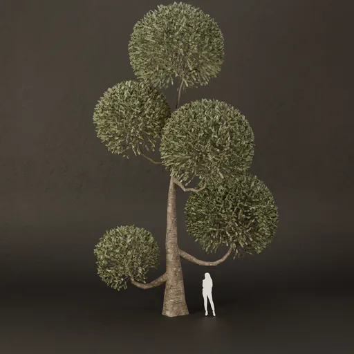 SJ-Ornamental Tree Crown Calm