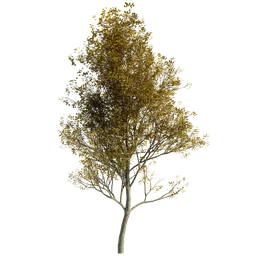 High-quality autumnal 3D tree model with detailed foliage, suitable for Blender rendering and virtual environments.