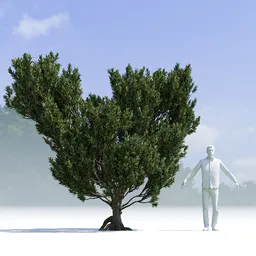 Tree Pinus Mugo