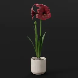 Red Amaryllis Ceramic Pot