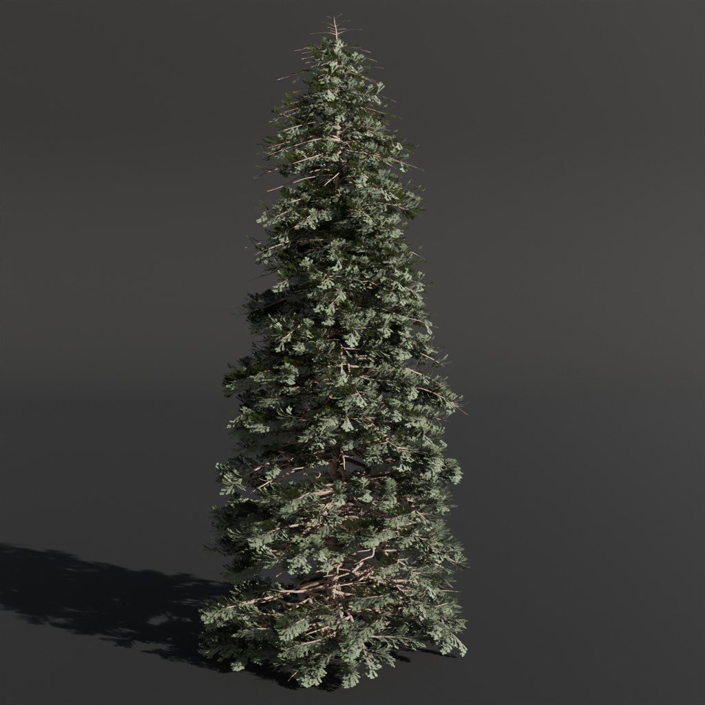 Abies Alba Silver Fir Large Green Trees models BlenderKit