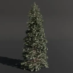 Abies Alba Silver Fir Large Green