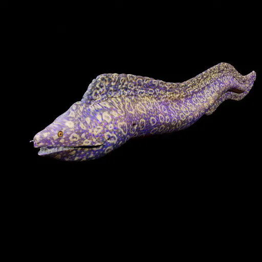 Moray