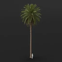 Date Palm Tree Large Tall