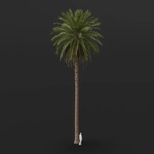 Date Palm Tree Large Tall