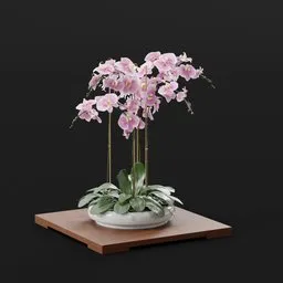 Pink Orchids in White Ceramic Pot