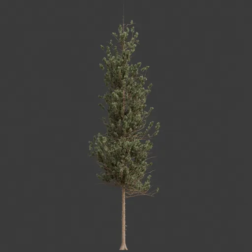Pine Tree