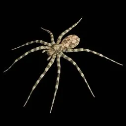 Real Spider