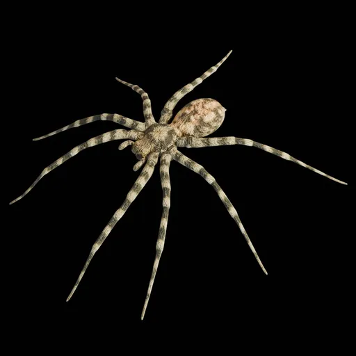 Real Spider