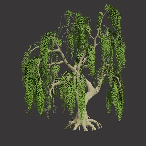 Weeping Willow Tree