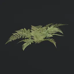 "Game ready Bush Wild Fern 3D model with PBR textures for Blender 3D. This tree category model features wild foliage and procedural design, inspired by botanical artist Lydia Field Emmet. Perfect for creating lush and realistic 3D environments."
