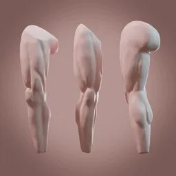 Highly detailed anatomical leg base mesh for 3D modeling in Blender, perfect for anatomy study and digital sculpting.