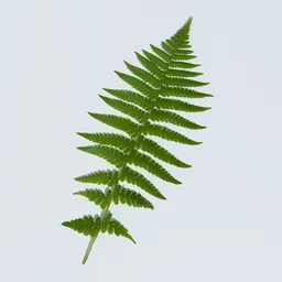 Fern Leaves