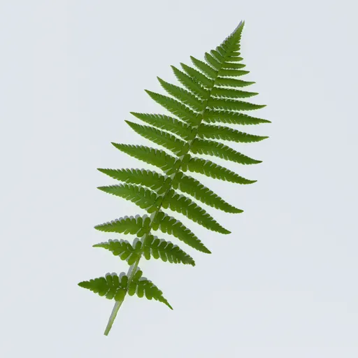 Fern Leaves