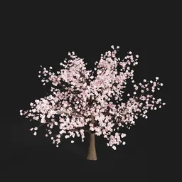 Sakura Tree
