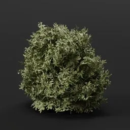 High-detail Blender 3D model of Button Bush plant, suitable for realistic game environments and 3D renderings.