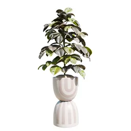 Indoor Plant Rubber Ficus Elastica