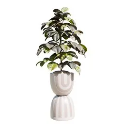 Indoor Plant Rubber Ficus Elastica