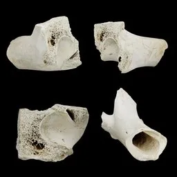 Animal Bone Fragment