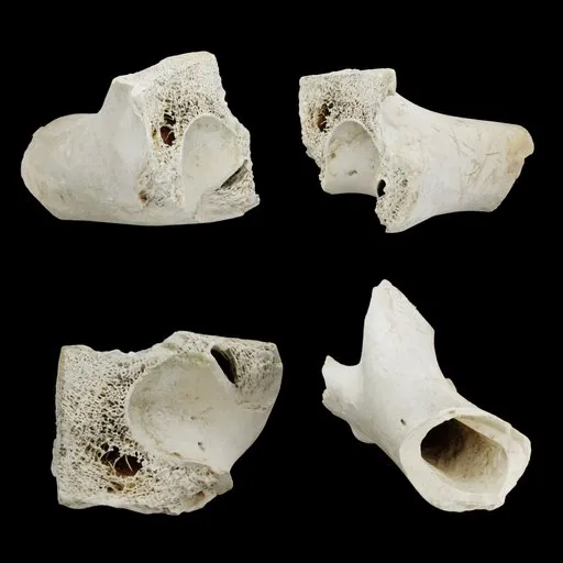Animal Bone Fragment