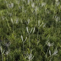 Grass Generic Large Switch