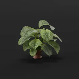 Plant