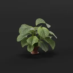 Plant