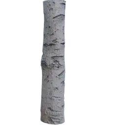 Birch Tree Bark