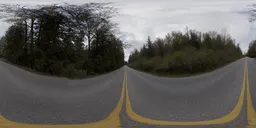 Middle of the Road in Forest