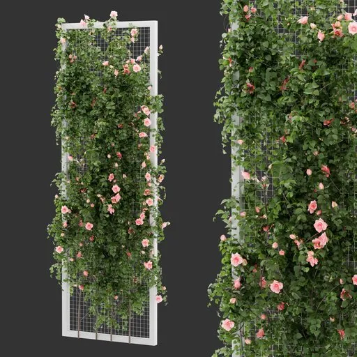 Fence Ivy Rose Plant