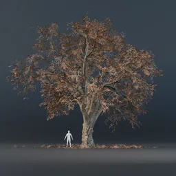 Oak Tree - Fully Grown (Autumn)