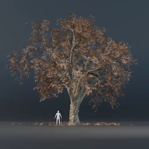 Oak Tree - Fully Grown (Autumn)