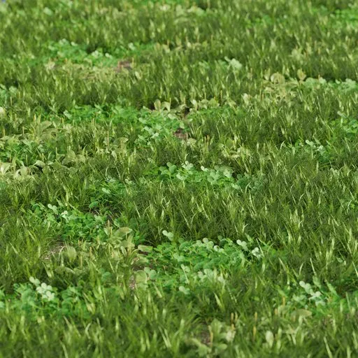 Grass mix - plantago and clover  Large area