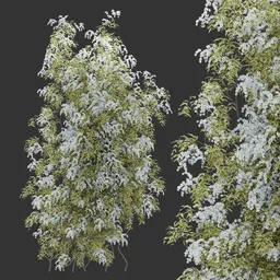 Flowering Wall Climber Plant