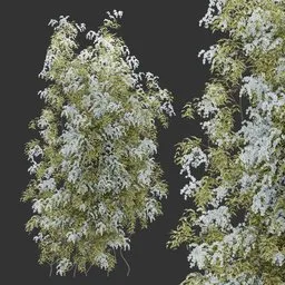 Flowering Wall Climber Plant
