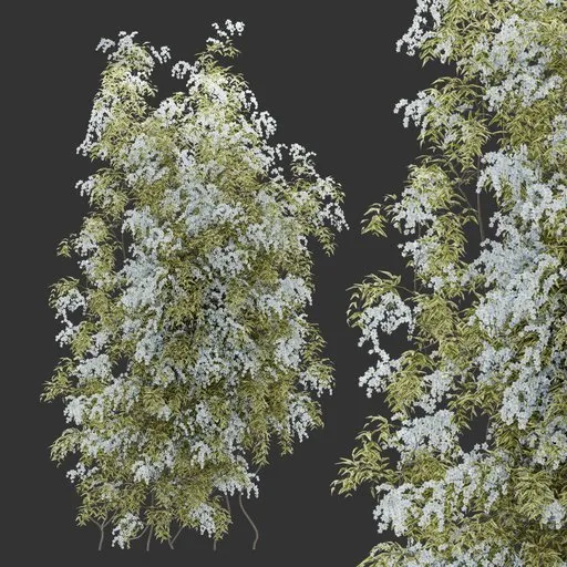 Flowering Wall Climber Plant