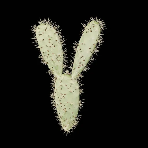 Realistic Cactus