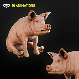 Baby Pig Animated