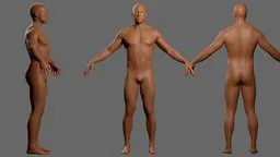 Detailed 3D male basemesh model with anatomical accuracy, suitable for Blender artists and game developers.