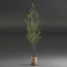 Indoor Plant Olive